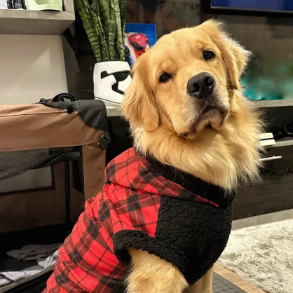 Roupa de Frio para Cachorro - Porte Médio e Grande