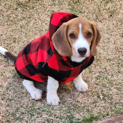 Roupa de Frio para Cachorro - Porte Médio e Grande