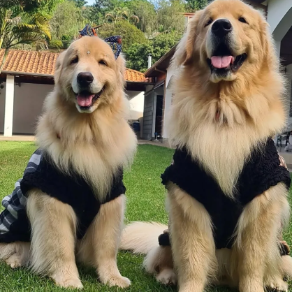 Roupa de Frio para Cachorro - Porte Médio e Grande