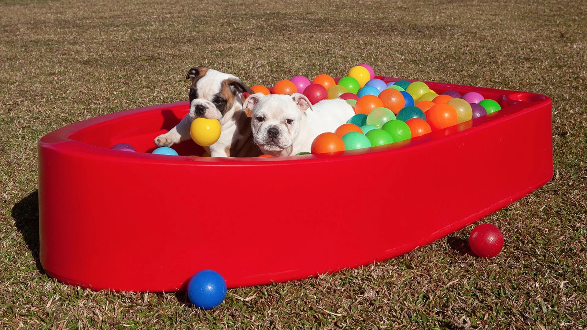 Piscina para Cachorro Barquinho Pet Vermelho - Freso